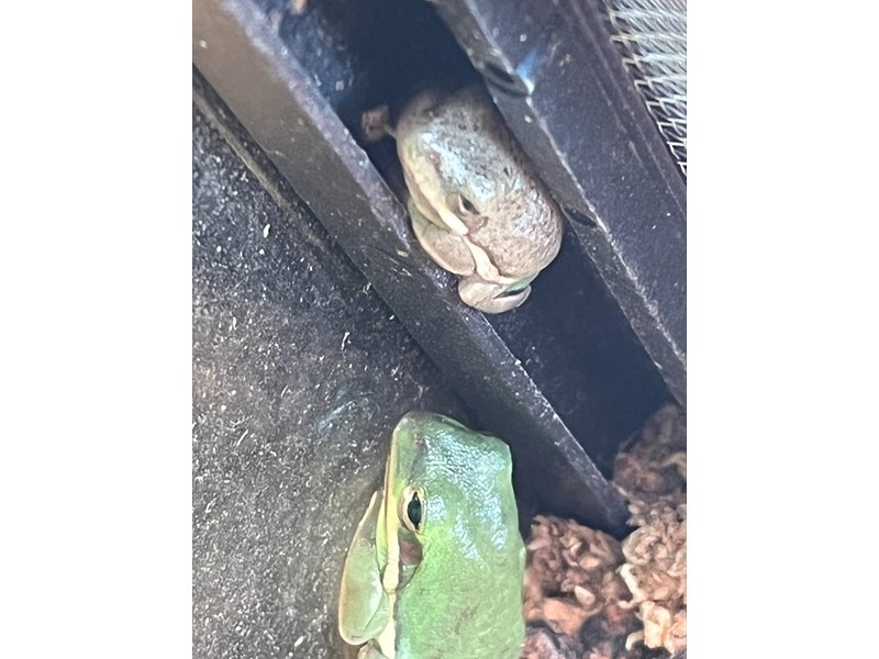 American Green Tree Frog - 37 Image #1