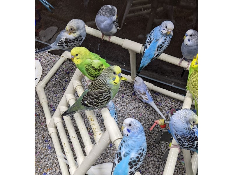 Parakeets - 83 Image #1