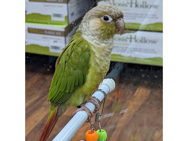 Green Cheek Conure - 106 Image #1