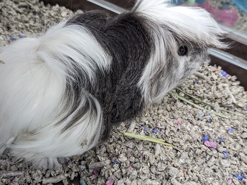Guinea Pig - 109 Image #1