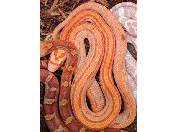 [#61] Creamsicle Corn Snake Assorted Corn Snakes Reptiles for Sale