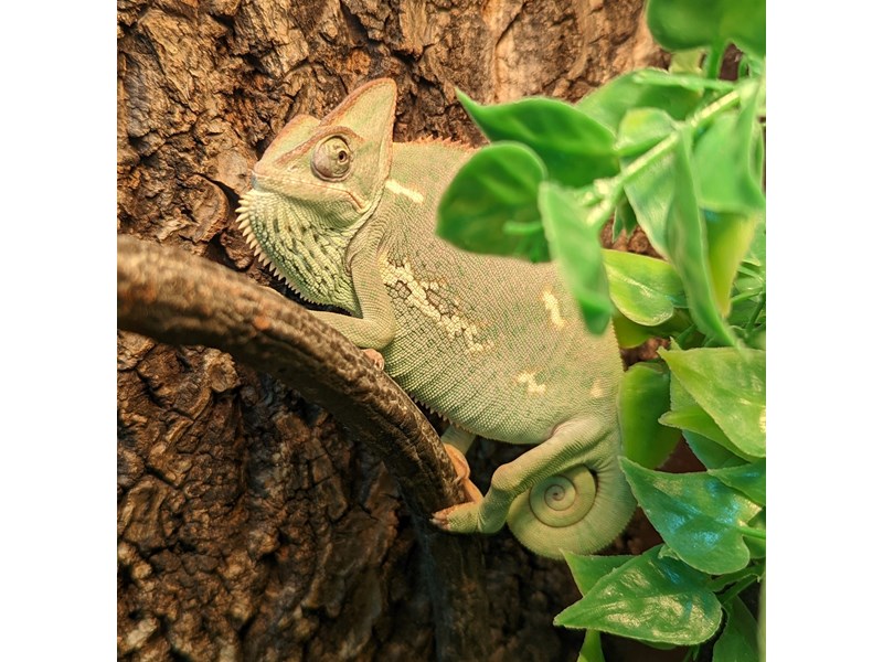 Veiled Chameleon - 94 Image #1