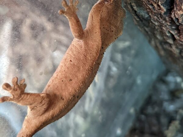 [#108] Female Crested Gecko Reptiles for Sale