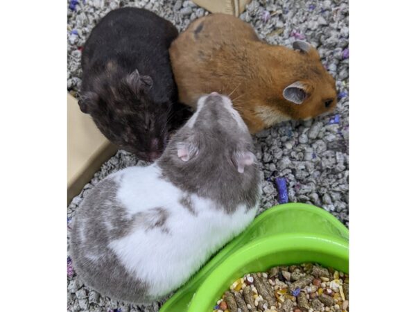 [#48] Female Hamster Small Animals for Sale