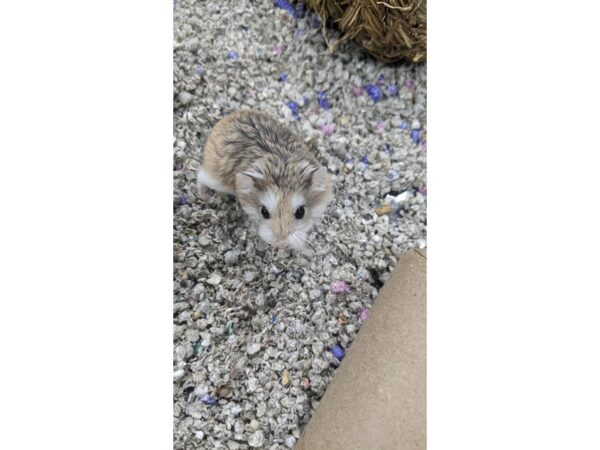 [#55] Robo Hamster Small Animals for Sale