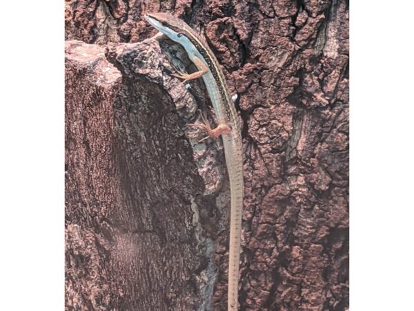 [#66] Long Tailed Grass Lizard lizard Reptiles for Sale