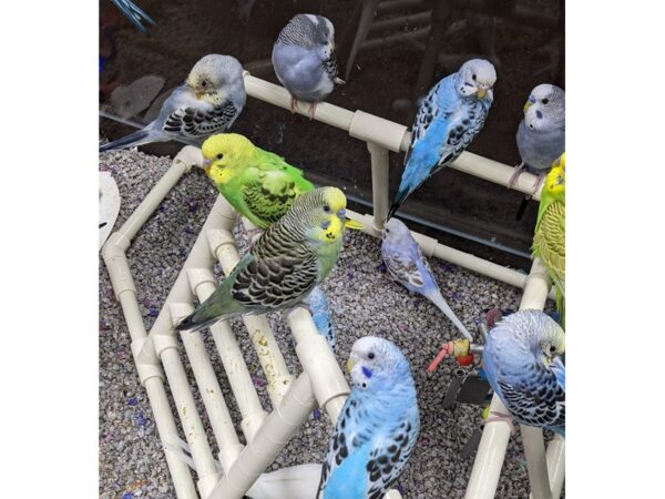 [#83] Parakeets Birds for Sale