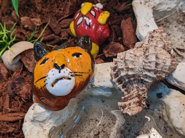 [#87] common hermit crab Reptiles for Sale