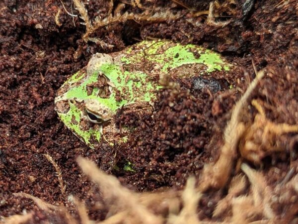 [#96] Pacman Frog Reptiles for Sale