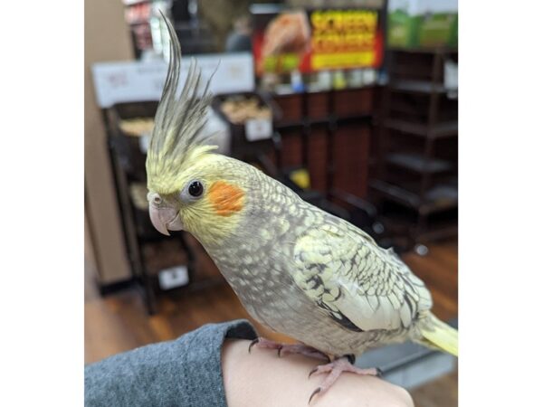 [#99] Cockatiel Birds for Sale