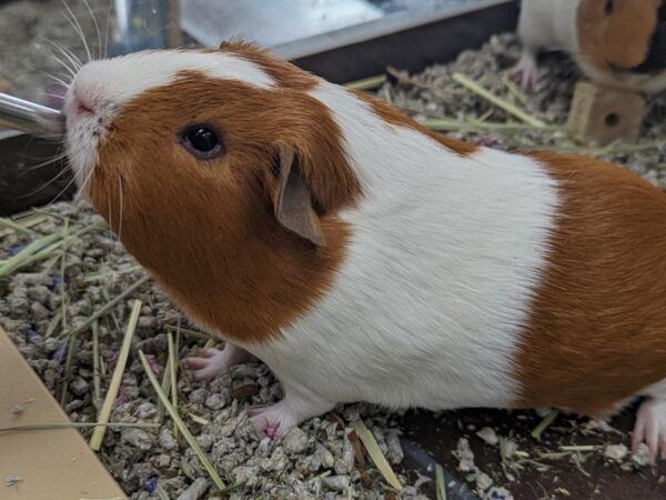 [#112] Female Guinea Pig Small Animals for Sale